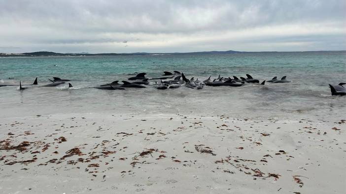 Avusturalya’da balinalar kıyıya vurdu