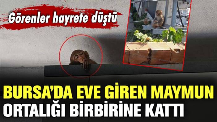 Bursa'da evlere giren maymun ortalığı birbirine kattı