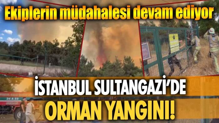 İstanbul Sultangazi'de orman yangını! Ekiplerin müdahalesi devam ediyor