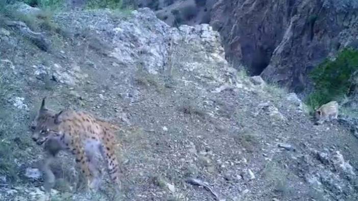 Nesli tükenmekte olan hayvan Türkiye'de görüntülendi: Ormanın hayaleti