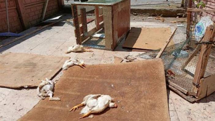 Pet shopta katliam: Dükkanın önüne tavşan kafası attılar