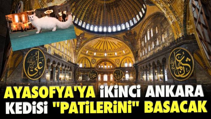 Ayasofya'ya ikinci Ankara kedisi ''patilerini'' basacak