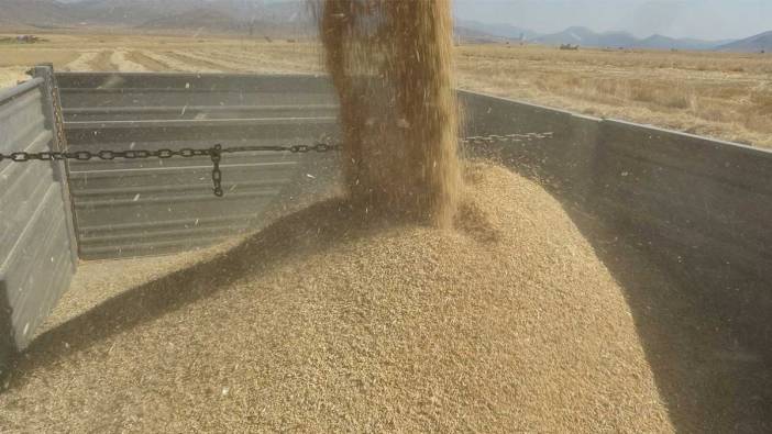 160 bin dönümde buğday hasadı, üreticilerin yüzünü güldürüyor