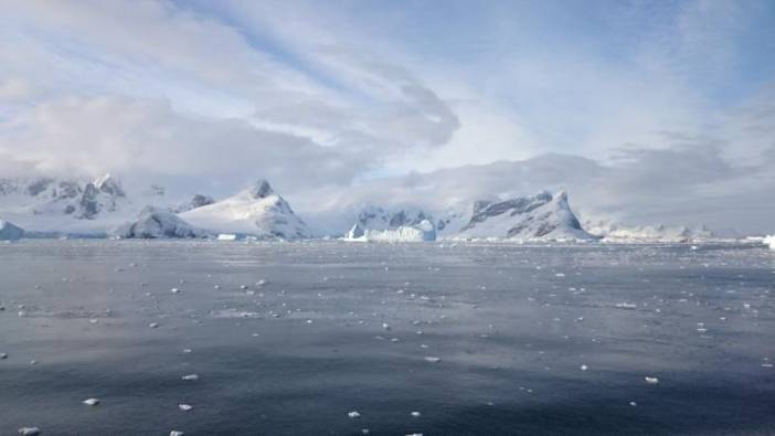 Antarktika'da 20 kollu "çilek benzeri" şekle sahip deniz canlısı keşfedildi