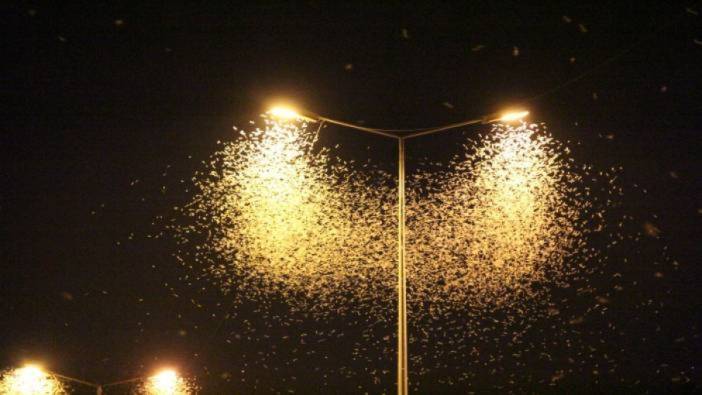 Sakarya'da birgün sineklerinin "ölüm uçuşu" başladı