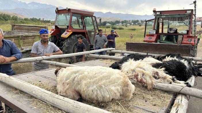 Köpekler sürüye saldırdı, 30'a yakın koyun telef oldu