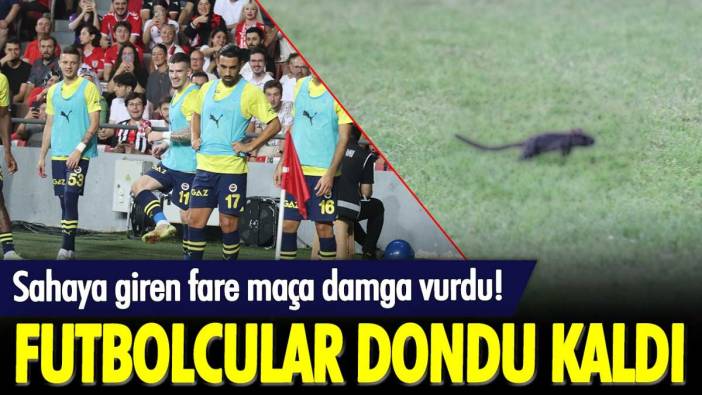 Fenerbahçe maçında sahaya giren fare ortalığı karıştırdı: Futbolcular dondu kaldı
