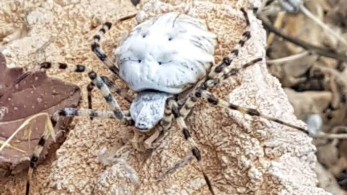 Dünyanın en zehirli örümcek türü Malatya'da görüldü