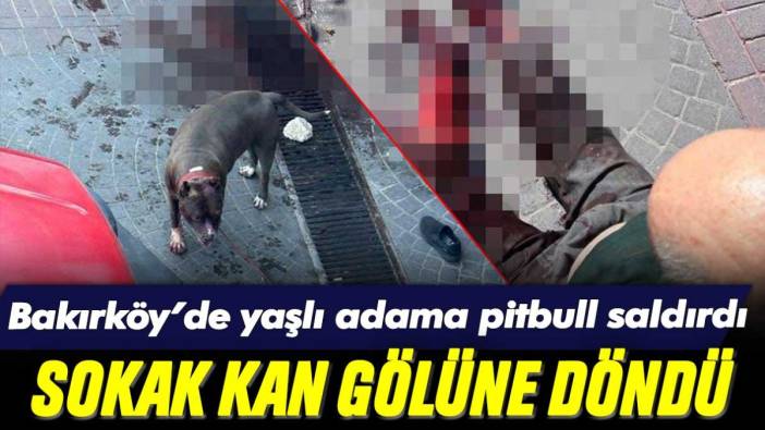 Başıboş bırakılan pitbull, Bakırköy'de yaşlı bir adamın bacağını parçaladı: Sokak kan gölüne döndü