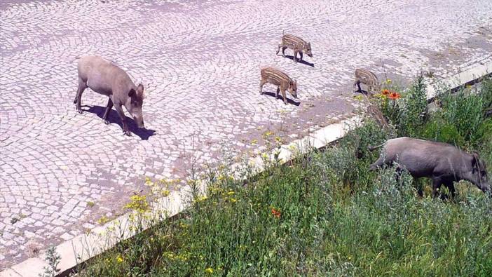 Domuz avında kazara arkadaşını öldürdü