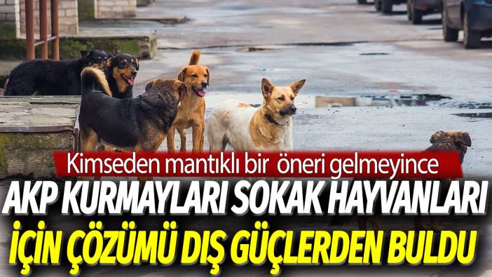 Kimseden mantıklı bir öneri gelmeyince, AKP kurmayları sokak hayvanları için çözümü dış güçlerden buldu