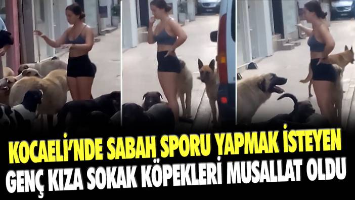 Kocaeli'nde sabah sporu yapmak isteyen genç kıza sokak köpekleri musallat oldu