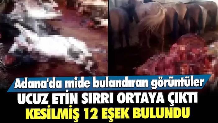 Adana'da mide bulandıran görüntüler: Ucuz etin sırrı ortaya çıktı! Kesilmiş 12 eşek bulundu