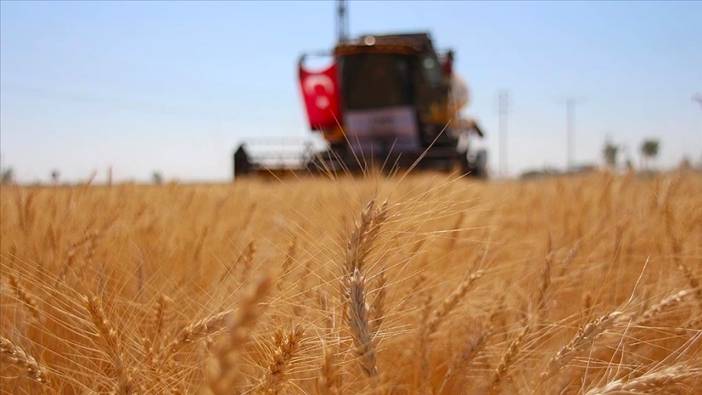 Buğdayın kilogramı 7,20 liradan satıldı
