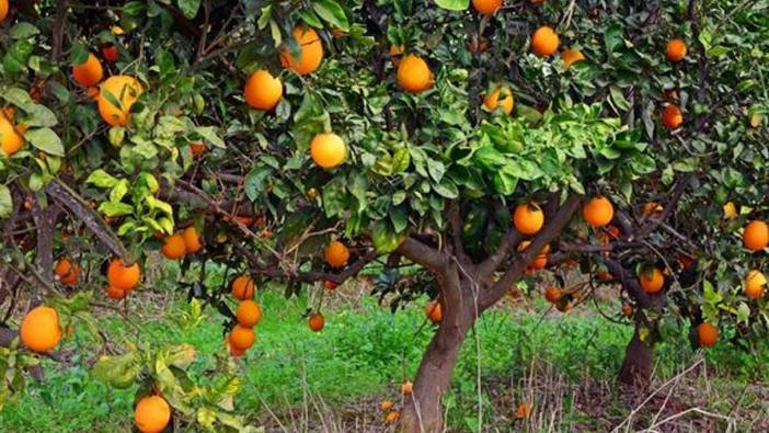 Rüyada portakal ağacı görmek ne  anlama gelir