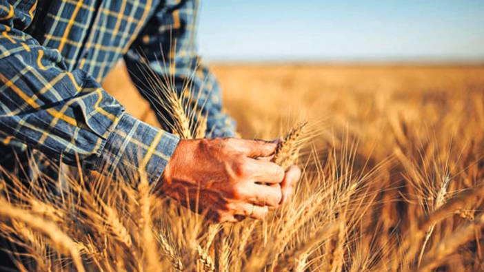 Fas'ta tahıl üretimi geçen sezona göre yüzde 61,8 arttı
