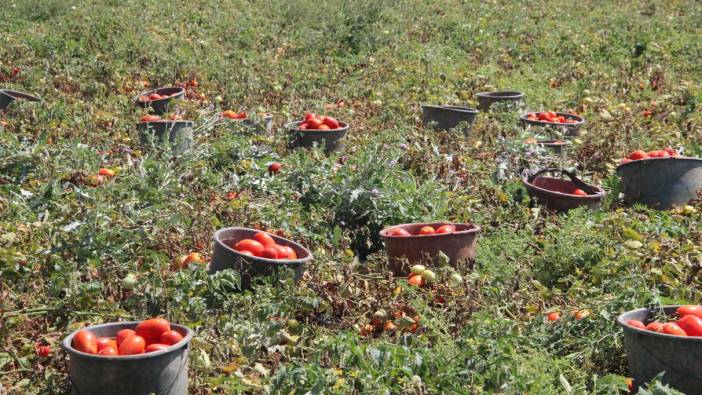 Salçalık domates ve biber hasadı başladı