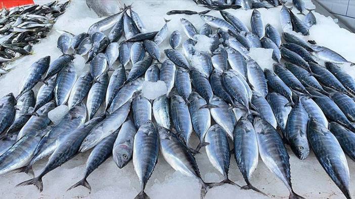 Karadeniz'de deniz suyu sıcaklığı balıkçılığı olumsuz etkiliyor