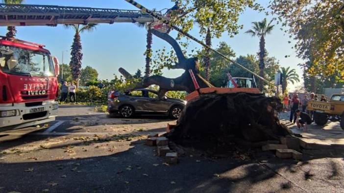 Zonguldak'ta asırlık çınar ağacı arabanın üzerine devrildi