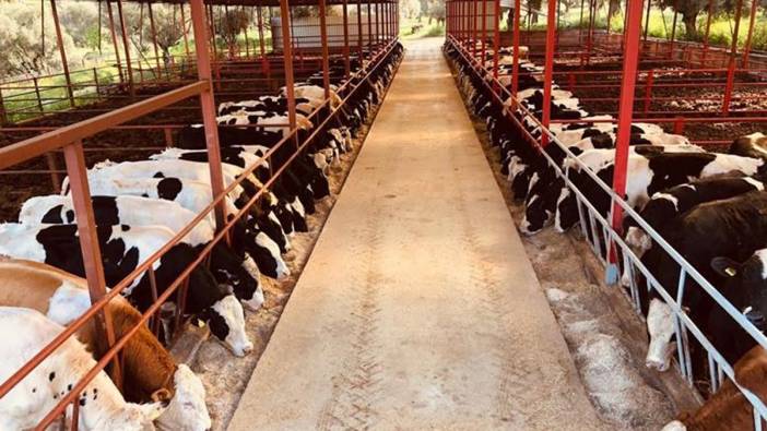 Et ve Süt Kurumu üreticilere ceza mı kesti? Açıklama geldi