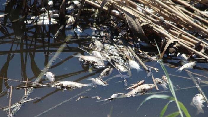 Büyük Menderes'te korkutan balık ölümleri