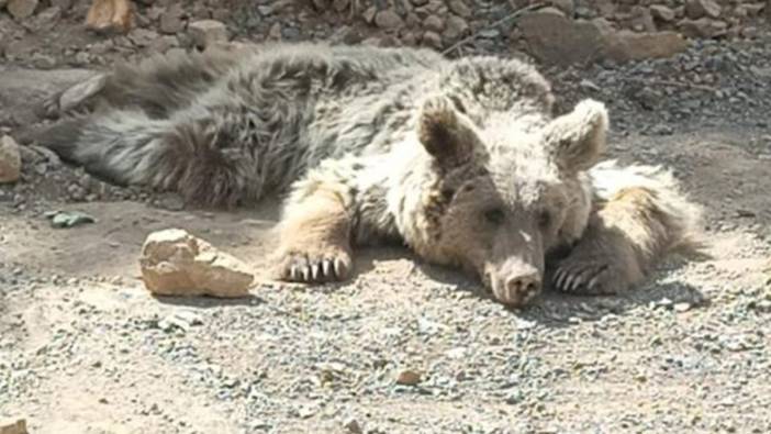 Dağdan kopan kaya parçalarıyla yaralanan ayı tedaviye alındı