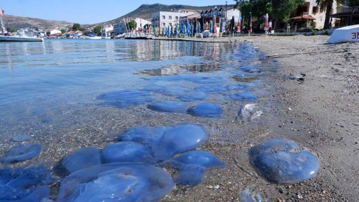Foça’da denizanası istilası sürüyor: Su altı kamerasıyla görüntülendi!