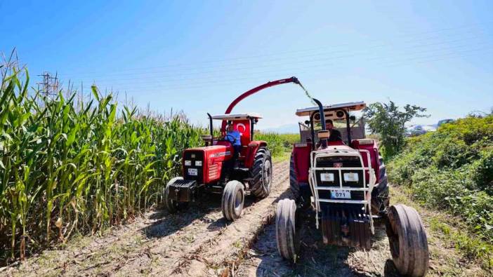 Denizli Büyükşehir Belediyesi, 17 ilçede silajlık mısır hasadına başladı