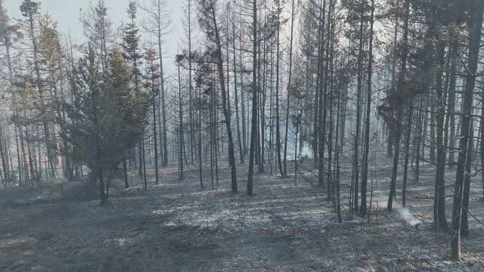 Bolu'daki orman yangını kontrol altında
