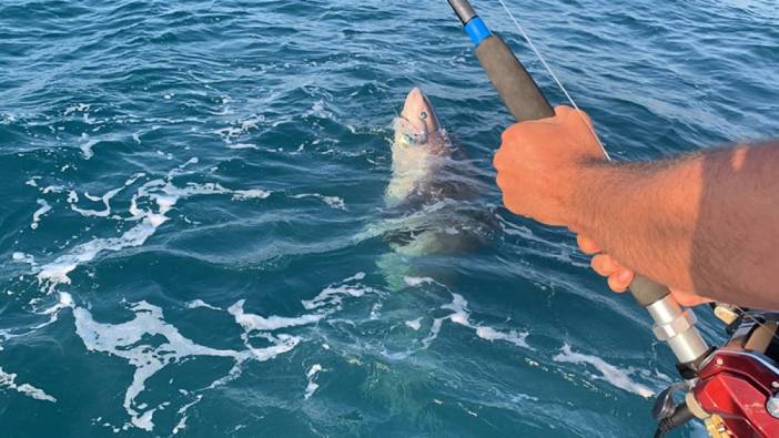 Üsküdar'da bir gencin oltasına yavru köpek balığı takıldı