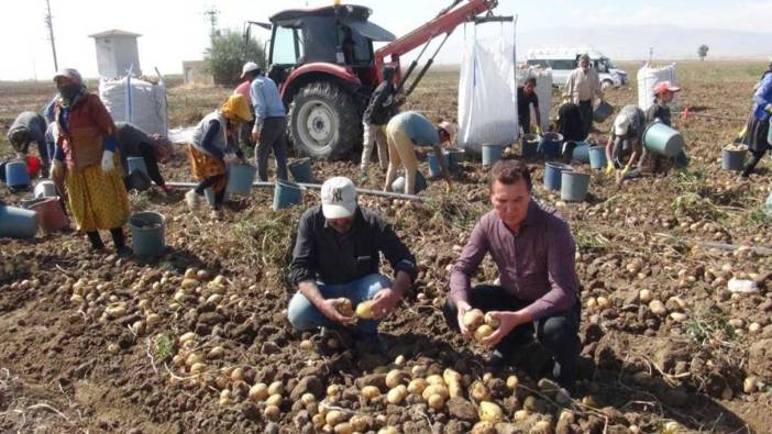 Niğde'de patateste 1 milyon 45 bin ton rekolte bekleniyor