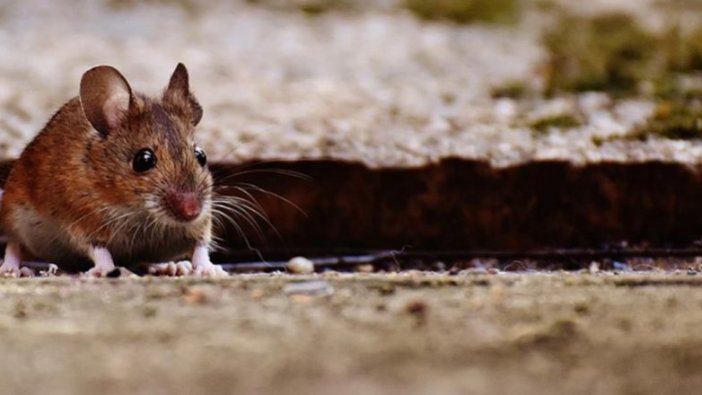 ABD'de farelerle 'alkollü' mücadele