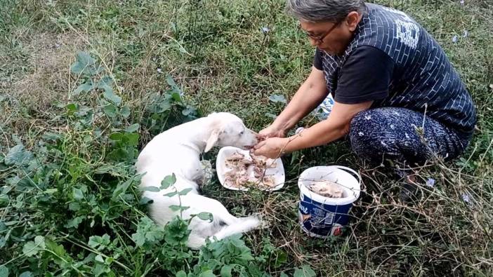 Yaralı köpek uzatılan el ile hayata tutundu