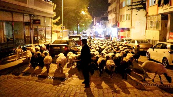 Koyun sürüsü yayladan inip şehir merkezinden geçtiler
