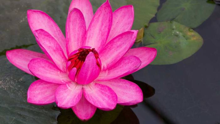 Lotus çiçeği hangi hastalıklara iyi gelir
