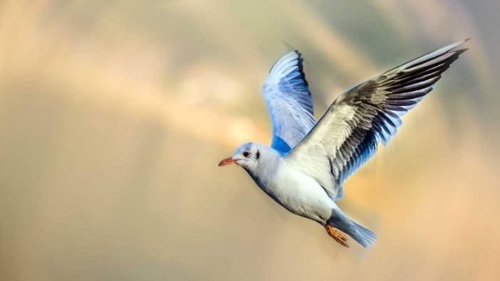Rüyada kuş görmek ne anlama gelir? Rüyada kuşun uçması neye işarettir?
