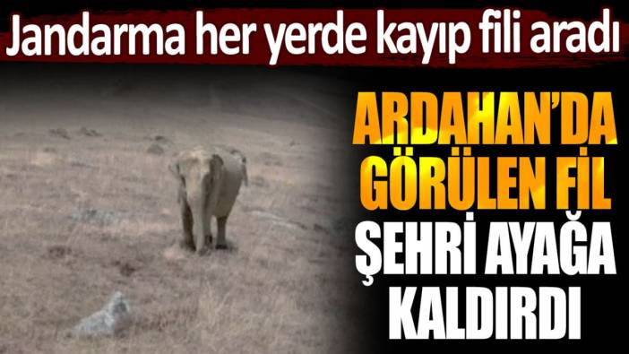 Ardahan'da görülen fil herkesi ayağa kaldırdı: Jandarma her yerde kayıp fili aradı