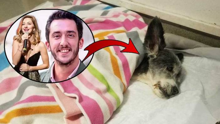 Kıvanç ve Beril Talu’nun otel odasında terk ettiği köpekleri öldü