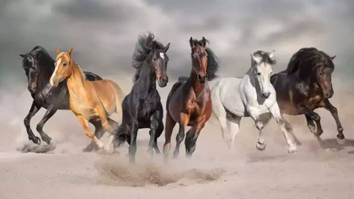 Rüyada at görmek ne anlama gelir? Rüyada beyaz, siyah ve kahverengi at görmek ne anlama gelir?