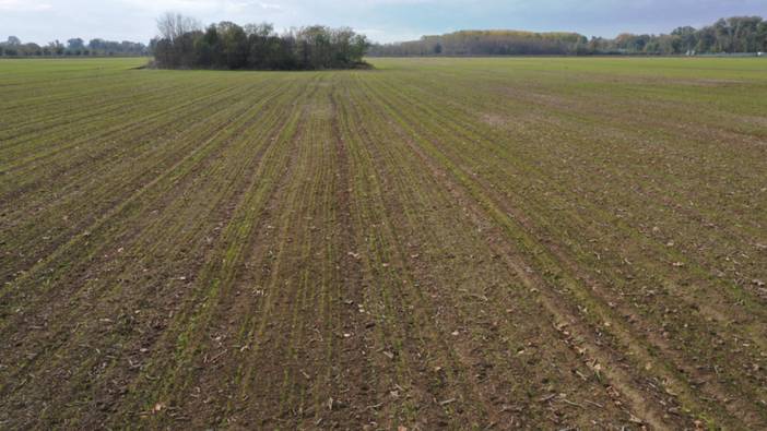 Trakya'da etkili olan yağışlar buğday tohumlarının filizlenmesine yetti