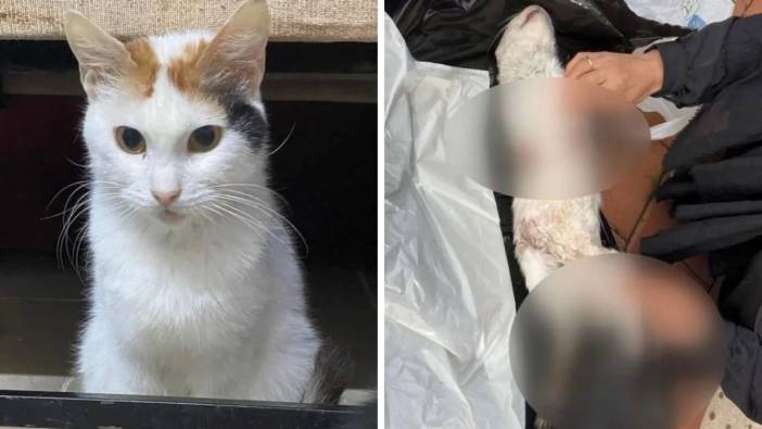 Başakşehir'de Çiçek isimli kediyi vahşice öldürdüler! Bakımını üstlenenlerden tepki