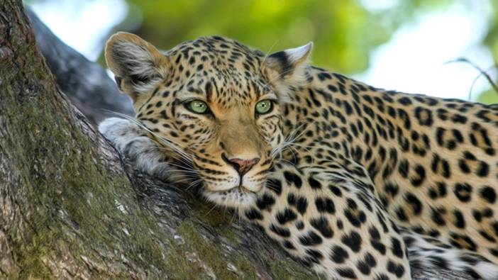 Tanzanya'da leopar ve çitalar sayılıyor