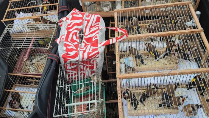 İstanbul’da kaçak kuş pazarına operasyon: 24 gözaltı, 839 kuşa el konuldu