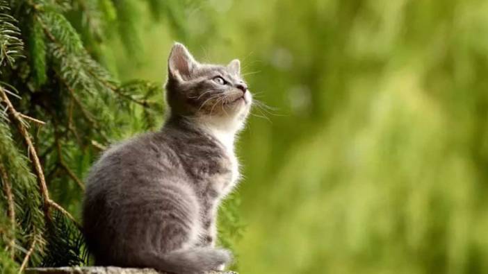 Rüyada kedi görmek ne anlama geliyor?