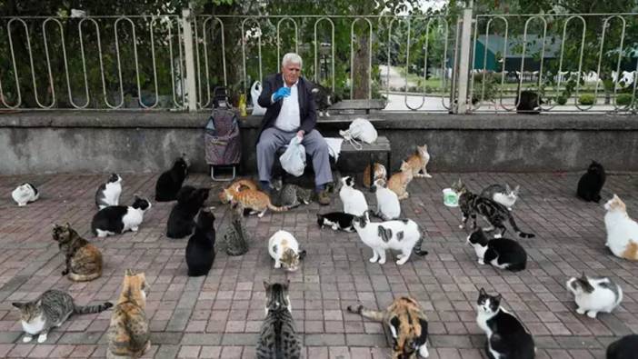 Kedilerin babası olarak tanınan adam her sabah 700 kediyi mamalarla besliyor