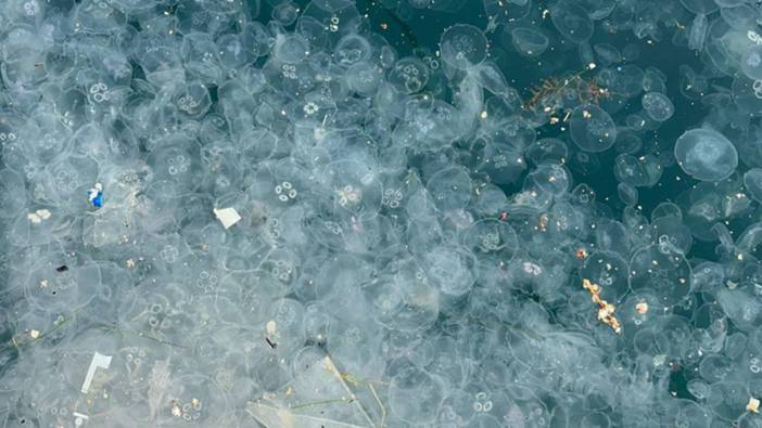 Beşiktaş Arnavutköy sahilinde kirlilik nedeniyle denizanaları görüldü