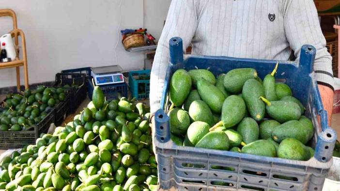 Avokado üreticileri hasata başladı