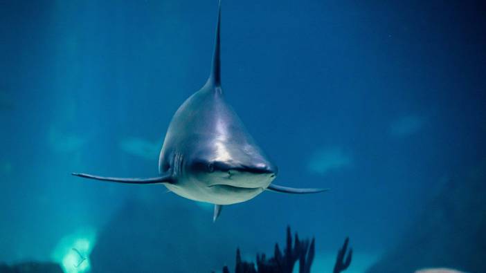 Avustralya’da köpekbalığı saldırısı: 1 ölü
