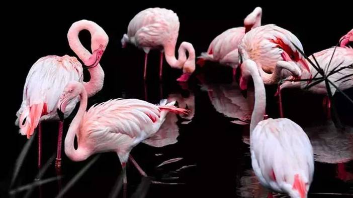 Rüyada flamingo görmek ne anlama gelir?