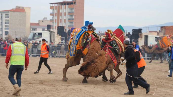 Turgutlu’daki deve güreşlerinde renkli görüntüler